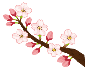 sakura_kaika1